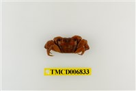 藏品(斑點擬相手蟹)的圖片